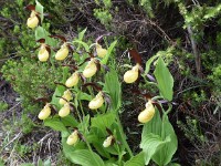 Frauenschuh Wiesen-Filisur