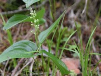 Zweiblättrige Schattenblume