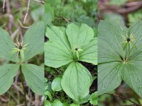 Vierblättrige Einbeere ?!