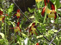 Frauenschuh im Gegenlicht