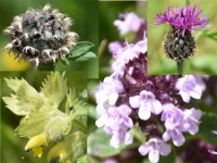 Feld-Thymian, Alpenflockenblume, Zottiger Klappertopf