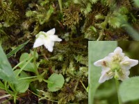 Moosauge (Nachtischlämpli)