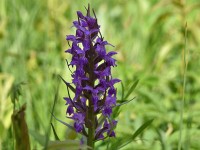 Breitblättriges Knabenkraut