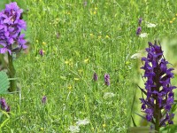 Murnauer-Moos 2018005 109