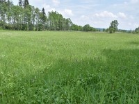 Wiese voller Knabenkräuter