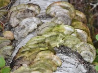 Murnauer-Moos 2018005 158