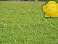 Trollblumen und Knabenkräuter