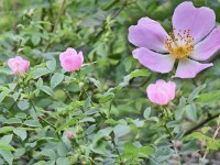 Murnauer-Moos 2018005 169