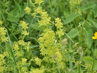 Murnauer-Moos 2018005 178