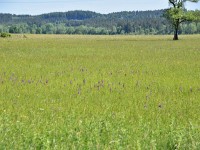 Knabenkräuter soweit das Auge reicht