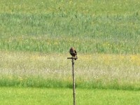 Murnauer-Moos 2018005 212