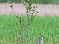 Murnauer-Moos 2018005 227