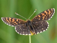 Murnauer-Moos 2018005 230