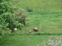 Kaffee Habersetzer-Hühner