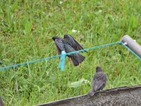 Murnauer-Moos 2018005 237