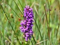 Murnauer-Moos 2018005 250