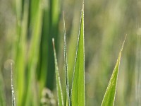 Murnauer-Moos 2018005 259