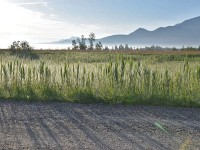 Murnauer-Moos 2018005 260