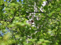 Das Einflugloch ist gut versteckt