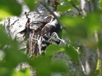 Murnauer-Moos 2018005 263