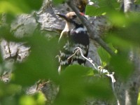 Murnauer-Moos 2018005 264