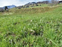 Die meisten Schneeglöggli sind verblüht