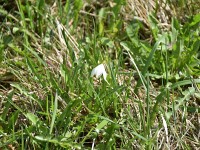 Unser Schneeglöggli = Märzenglöckchen (Leucójum vérnum)