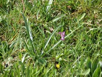 Lerchensporn neben Schneeglöggliblättern