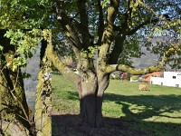 Hochstammrose oder Rose uf Hochstamm