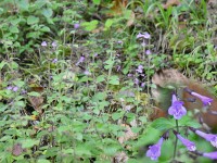 Herrschaft-20171012 108