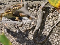 En hufe Eidechsli...