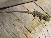 Uf Mur, Stei un Holz