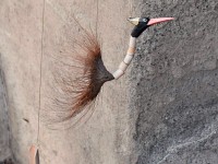 Dä exotisch Vogel isch onere Huswon ghonget