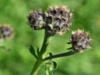 Chnoschpe vu dr Flockeblueme