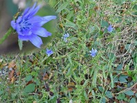 Wegwarte - es isch emol e Prinzessin gsii. Si het en Prinz kenneglernt un si hen enon gern koo. I muess no fort het dr Prinz gseit, imenä Johr chommi wieder, stohsch on Weg ähi, denn gsiesch mi wenn i chomme. Noch emene Johr isch si on Weg ähi gschtonne un het gwartet, er isch nid chu. Allewil isch si wieder ähi gschtonne un het gwartet aber er isch nie chu. Wo si gschtorbe isch, isch döt e Bloeme gwachse mit blaue Blöemli, grad esoe schöe blau wi ihri Oge.