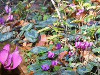 Un zmol sin mer zu me Bletz chu wos no en gonze hufe ko het