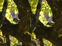 En Kleiber uf fuetersuechi