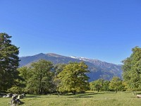 Uner de Eiche wachsen di beschte Schinge