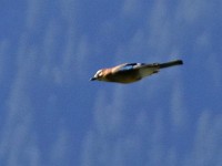 En Eichelhäher - s het viel koo, aber i hos nid chönne fotografiere