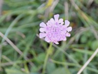 Herrschaft-20171013 227