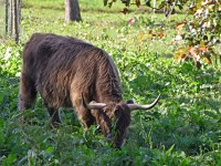 Mer chun nomol o dem guete Fleisch verbei