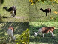 Em Rhii zui simer no dene begegnet