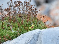 dr letscht Rege het nomol e Blöemli brocht