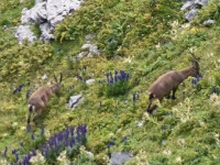 un den sin zmol d'Schteibögg chuu