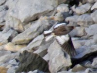 Esoä gsiet er us, wenn er flügt