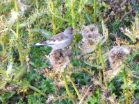 No ein, das me nid vergisst wis usgseän