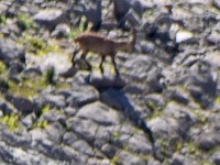 Wit eweg un verzitteret