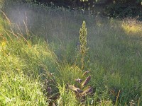 Mit de versetzte Bletter isches dr Germer