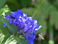 De het de Flüge ötschis z büte