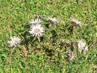 Silberdischtle, Alpeartischogge. Als gofe hemers probiert, Schmegen rau noch nüt